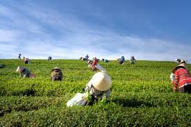 High quality agriculture commodities